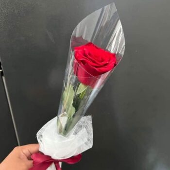 Single Rose- Palangkaraya